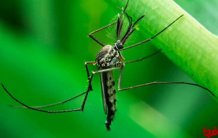 پنج روش کارآمد برای در امان ماندن از نیش پشه‌ها