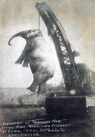 عکس: فیلی که به جرم قتل به دار آویخته شد!