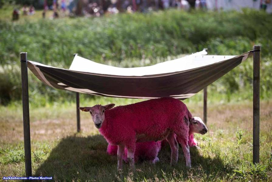 عکس: گوسفند صورتي هم به بازار آمد!