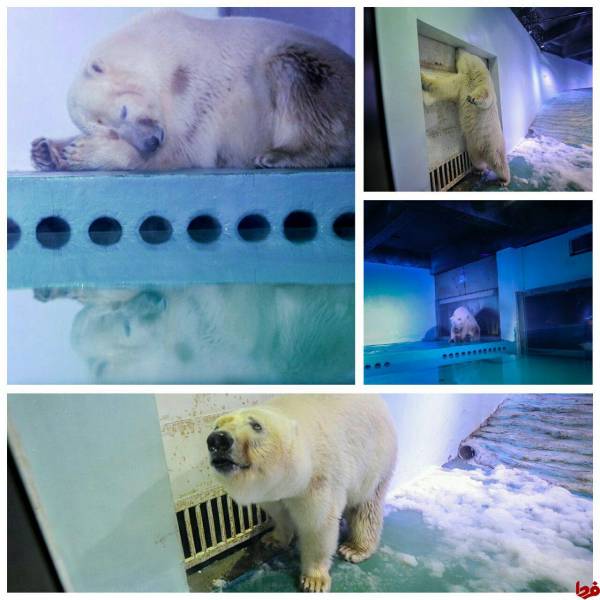 عکس: غمگین‌ترین خرس قطبی جهان