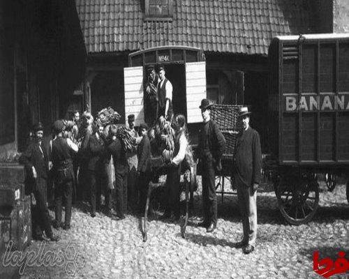 عکس: اولین محموله ورود موز به نروژ