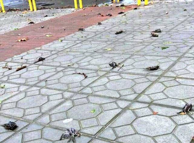 تصاویر تلف شدن گنجشک‌ها بر اثر رعدوبرق در مازندران