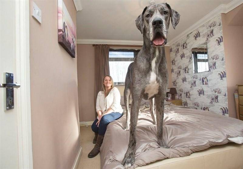«فِرِدی» بزرگترین سگ انگلیس+ تصاویر