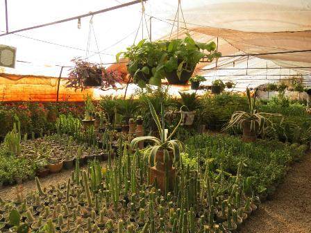 نمایشگاه دائمی گل و گیاهان زینتی در محلات جانمایی شد