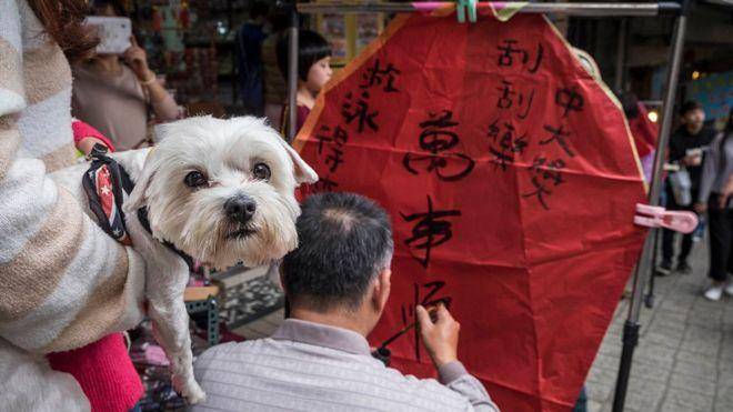 خوردن سگ و گربه در تایوان غیرقانونی می‌شود  