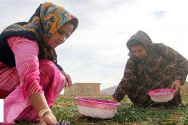 طرح های کشاورزی زنان روستایی در مشگین شهر توسعه می یابد