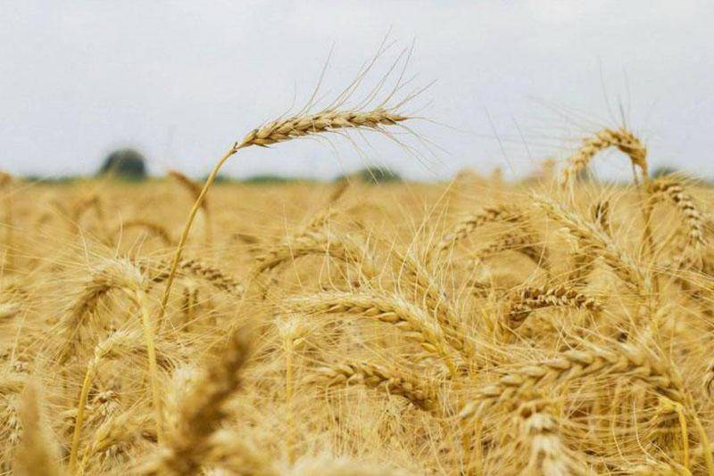 14 هزار هکتار از مزارع دورود به کشت گندم اختصاص می یابد