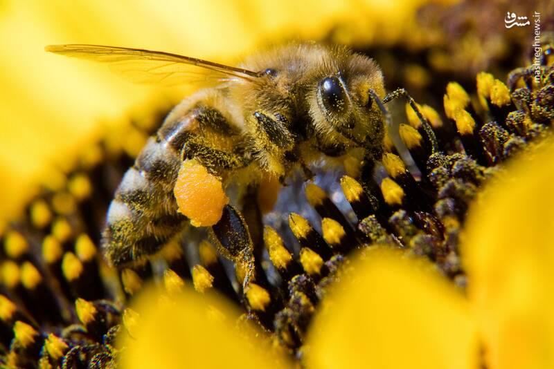 زنبور عسل از نمایی متفاوت! +عکس