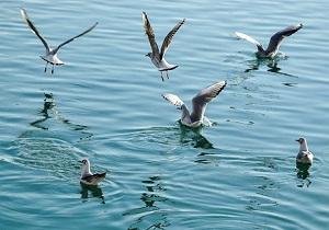 کاهش ۲۰ درصدی پرندگان مهاجر در تالاب‌ها و آبگیر‌های خوزستان