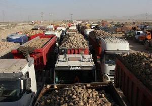 ۶۰ هزار تن چغندر قند در مهاباد تحویل کارخانه‌های قند استان