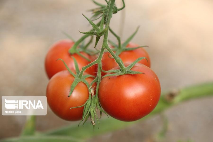 تضمین سود کشاورزان با سهمیه‌بندی کشت گوجه‌فرنگی
