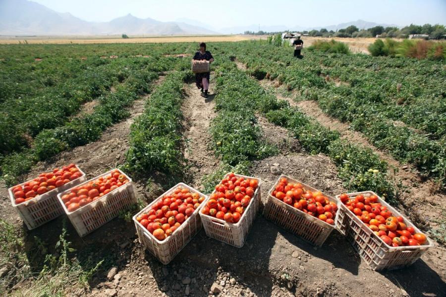 ۱۸هزارتن گوجه فرنگی از مزرعه‌های بندرلنگه برداشت می‌شود