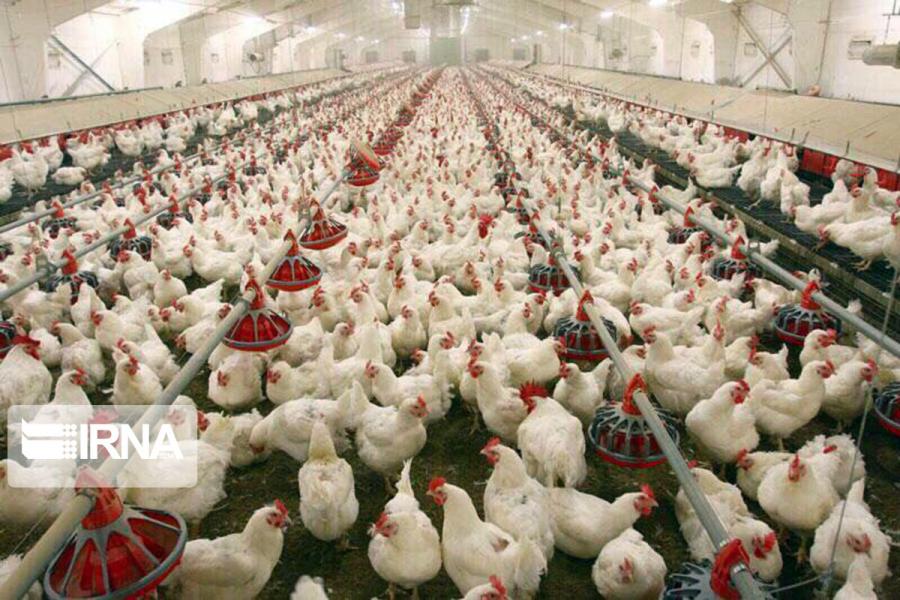 مرغ مورد نیاز مردم استان مرکزی در نوروز امسال تامین شده‌ است