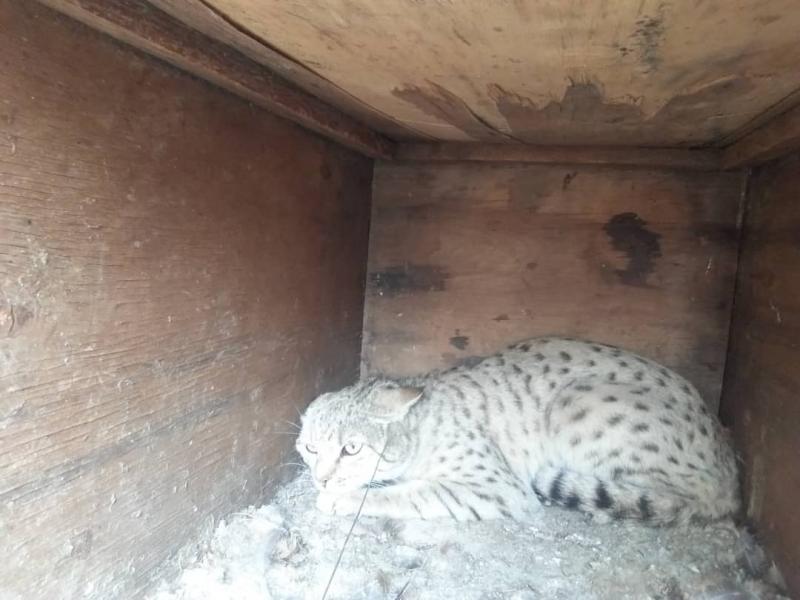 رها سازی یک قلاده گربه وحشی در پناهگاه حیات وحش بختگان + عکس