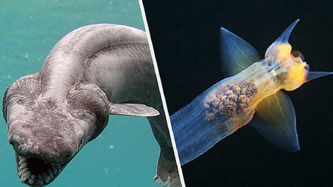 موجودات دریایی عجیب که چهره‌های ترسناکی دارند + تصاویر