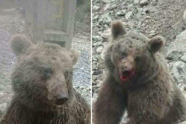 حکم بازداشت خاطیان آزار و اذیت خرس در ارومیه صادر شد