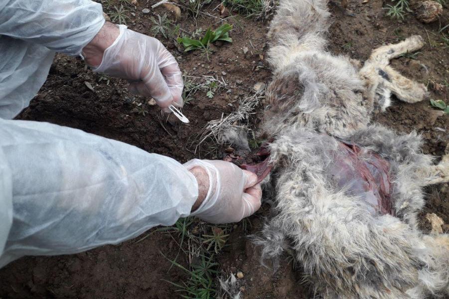 ۶ قلاده روباه در منطقه سرشیو مریوان تلف شد