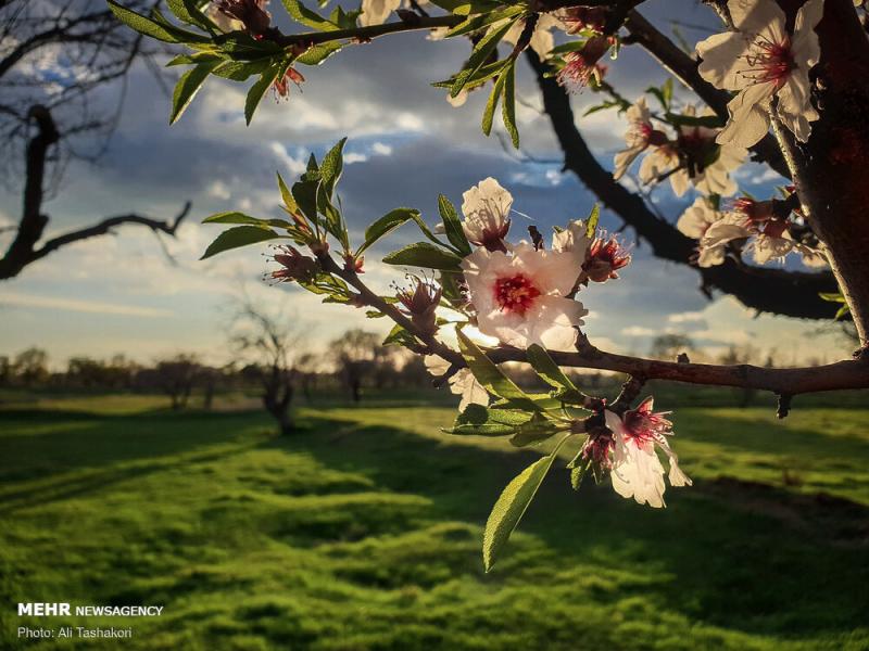 تصاویری بهاری از طبیعت قزوین