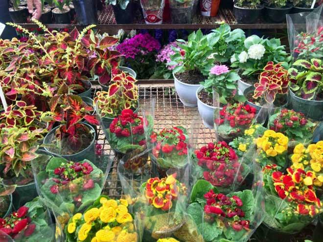 کاهش ۵۰ درصدی قیمت گل در بازار/ گل‌ ناقل ویروس کرونا نیست