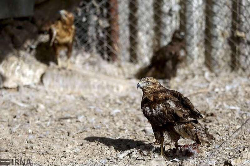 ۳ گونه پرنده در باغ وحش ارم تهران تلف شد