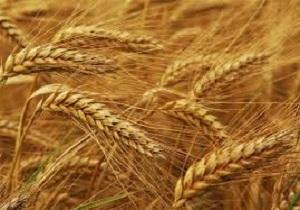 پیش‌بینی تولید یک میلیون و ۱۰۰ هزار تُن گندم در مزارع استان کردستان
