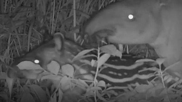 امید برای حفظ یک جاندار  در معرض انقراض؛  تولد یک نوزاد تاپیر