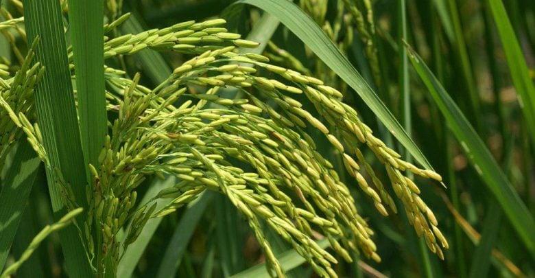 برنج طلایی به حل بحران کمبود ویتامین A کمک می‌کند