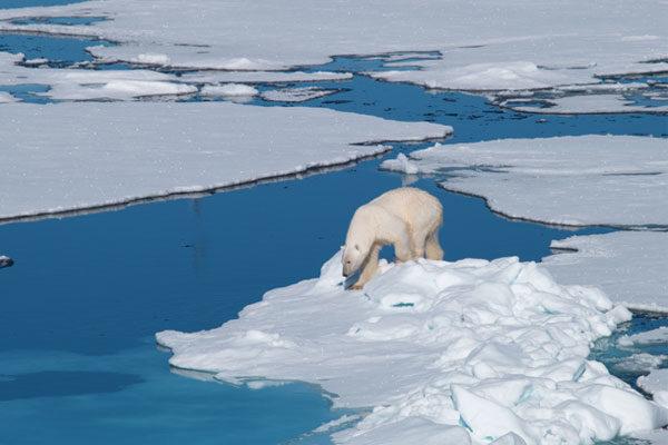 تا سال ۲۰۵۰ قطب شمال در برخی تابستان‌ها بدون یخ خواهد بود