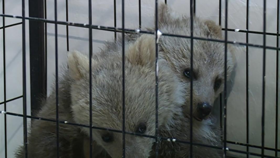نجات توله خرس‌های سرگردان در مرودشت + فیلم