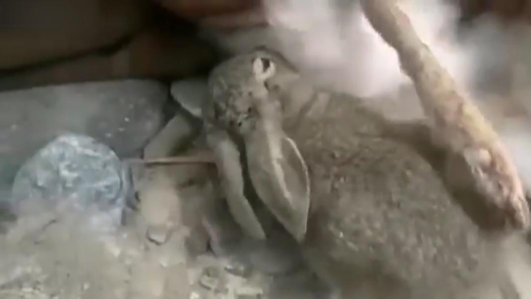 فیلمی غم انگیز از شیر خوردن یک بچه خرگوش از جنازه بدون سر مادرش  (۳۰ نظر)