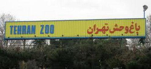 واکنش باغ وحش تهران به خبر گم شدن شامپانزه