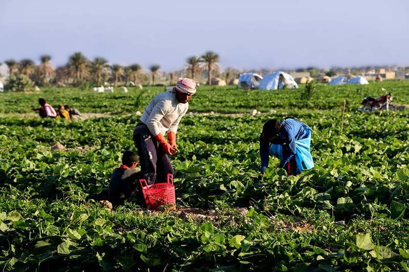 تدوین برنامه جامع جهش تولید در بخش کشاورزی استان بوشهر ضروری است