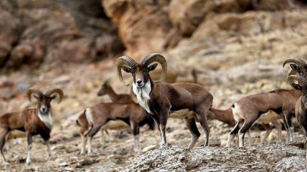 افزایش زاد آوری در حیات وحش سبزوار