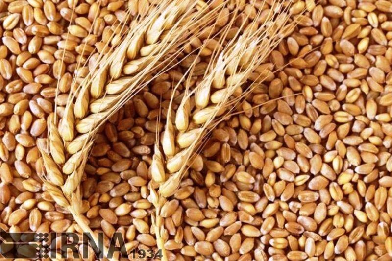 ۲۲.۵ هزار تن گندم برای ارتقای کیفیت آرد استان سمنان خریداری شد