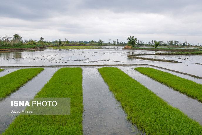 نشا کاری و خزانه برنج در مازندران