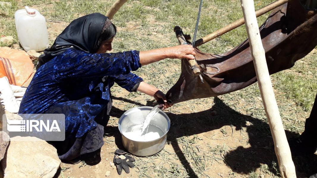 عشایر آذربایجان‌غربی سالانه ۶۸ هزار تن محصول دامی تولید می‌کنند
