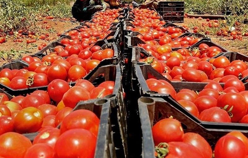 خرید حمایتی گوجه فرنگی ابلاغ نشده است