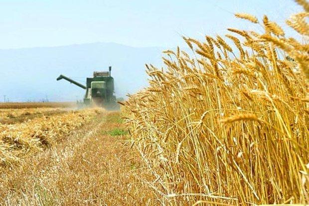 پیش‌بینی خرید ١٠.۵ میلیون تن گندم در سال زراعی جاری