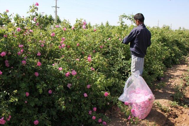 تولید ۱۷۸ تن گل محمدی از باغ‌های استان البرز