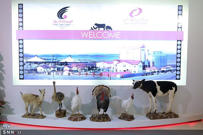 دامپزشکان و هزار راه نرفته تا «یک جهان، یک بهداشت» / چرا هیچ اشاره‌ای به دامپزشکان نیست؟