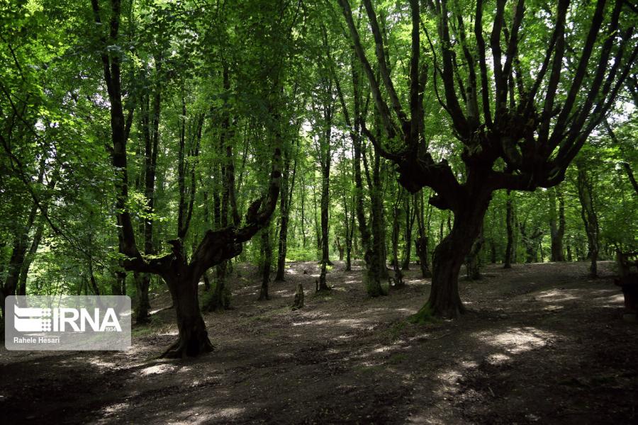 ذخیره‌گاه‌های جنگلی استان سمنان تعیین حدود می‌شود