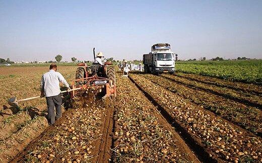 مدیر زراعت همدان: امسال بیش از ۹۰۰ هزار تن سیب زمینی در استان همدان برداشت می شود