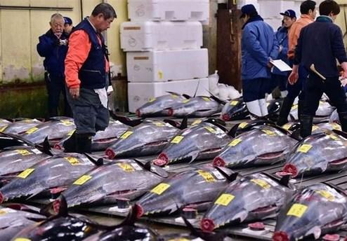 دلیل افزایش قیمت کنسرو ماهی تن در روز‌های اخیر چیست؟