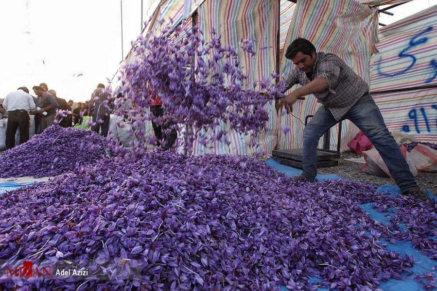 قیمت هر کیلو زعفران بین ۶ تا ۱۰ میلیون تومان