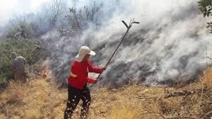 جنگل های «برقرو» دچار آتش‌سوزی شد