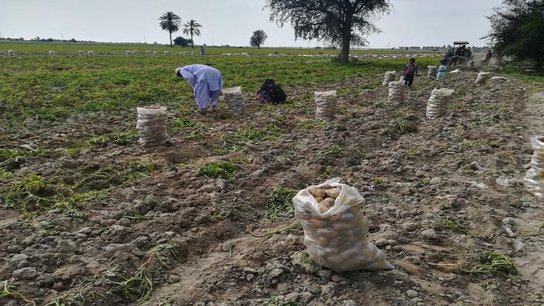 برداشت سیب زمینی در ایرانشهر از مرز ۶ هزار تن گذشت