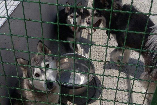 بهبود شرایط زندگی سگ‌های بدون صاحب در آرادکوه
