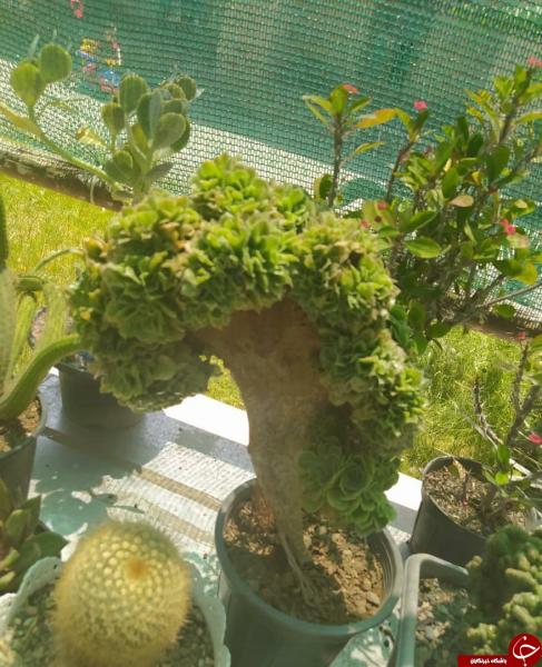 گشایش نمایشگاه کاکتوس در تربت حیدریه