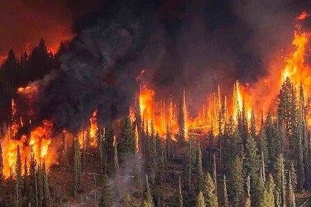 آتش روند نابودی جنگل‌های زاگرس را تسریع می‌کند