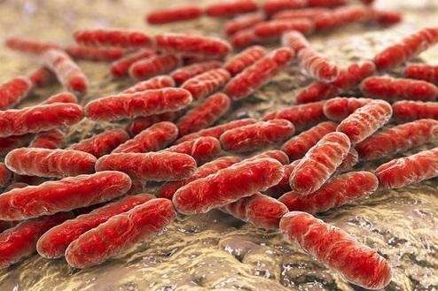 امکان زندگی ۱۰۰ تریلیون میکروب در بدن انسان وجود دارد